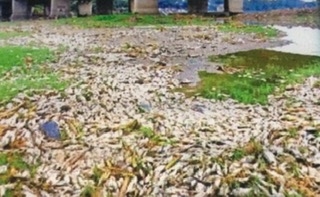 The Weekend Leader - Thousands ofdead fish found floating in Yamuna
